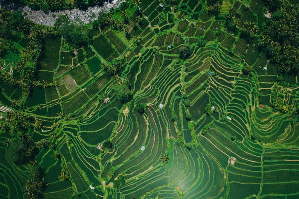 an aerial view of a green rice field