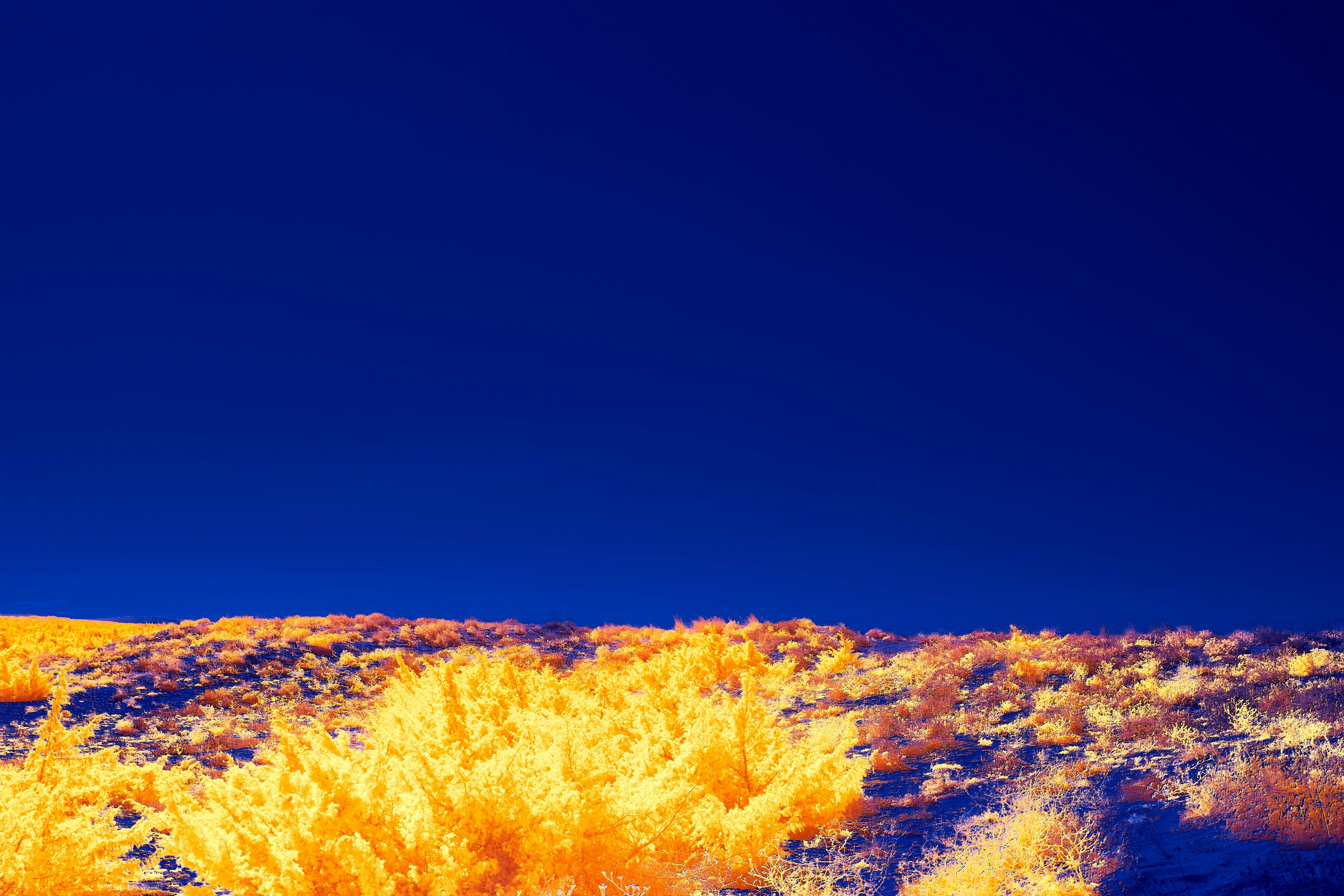 Photo by wolfgang_hasselmann