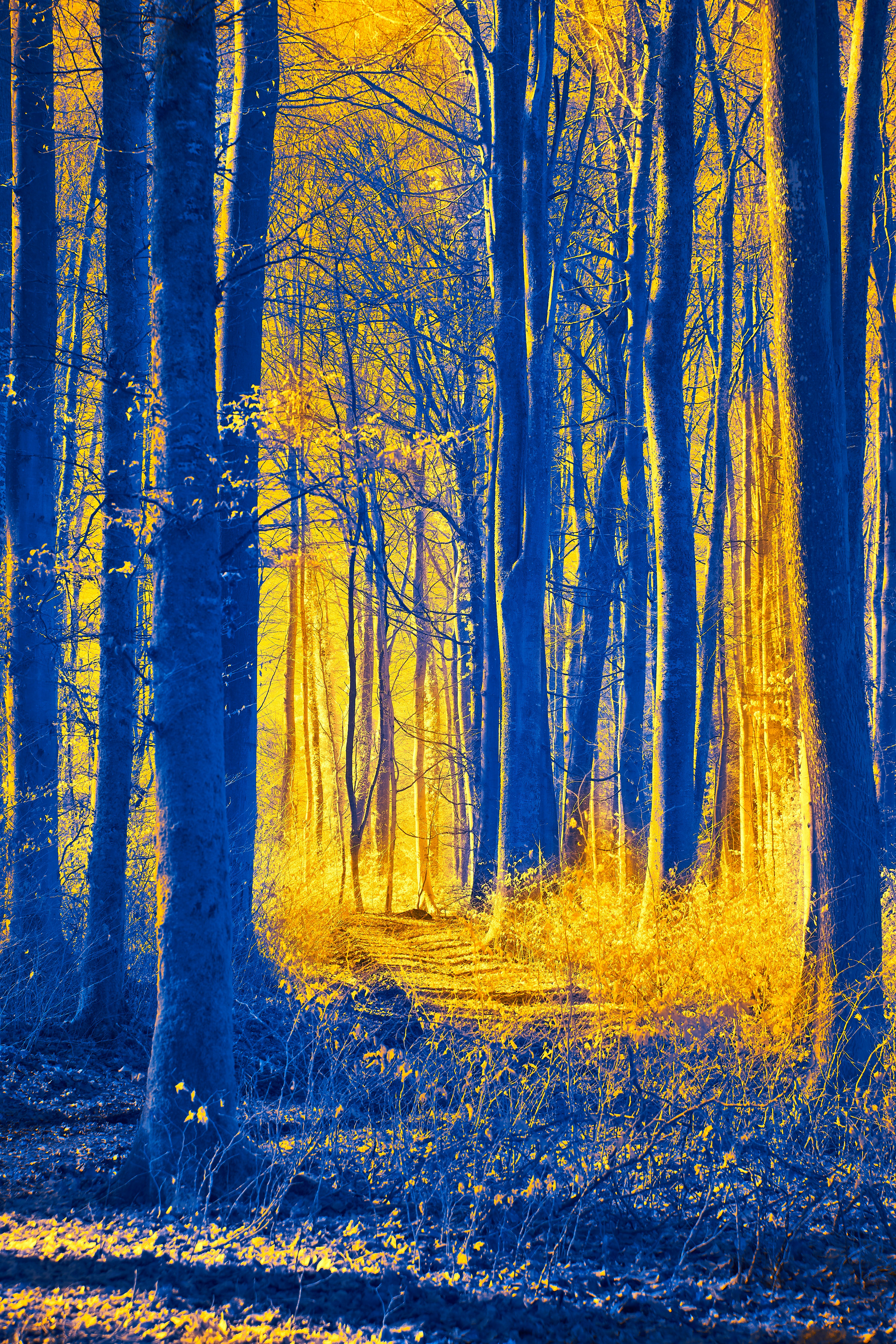 Photo by wolfgang_hasselmann