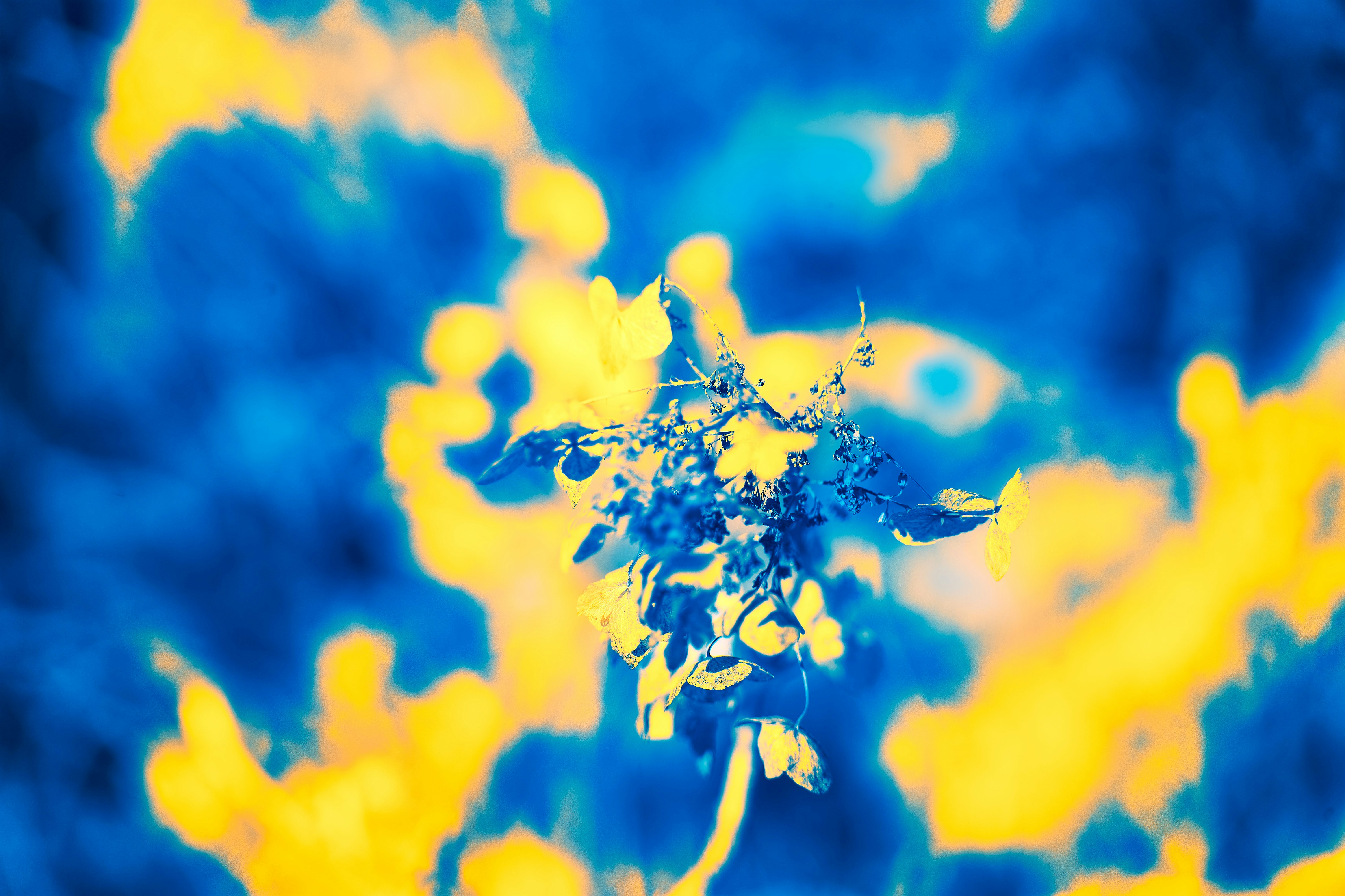 Photo by wolfgang_hasselmann