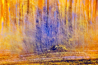 A vibrant and abstract representation of a forest with strong contrasts in color. The trees are painted in warm hues of yellow and orange, creating an intense, glowing effect. In the foreground, blue and purple hues dominate the foliage, contrasting sharply with the background. The scene has an ethereal and dreamlike quality, blending natural elements with surreal colors.
