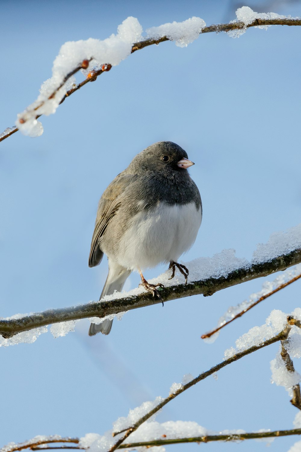 a small bird perched on a tree branch covered in snow