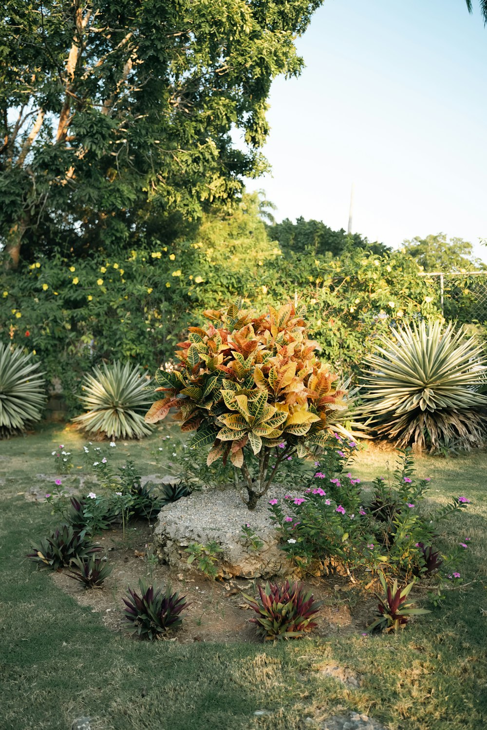 a garden filled with lots of different types of plants