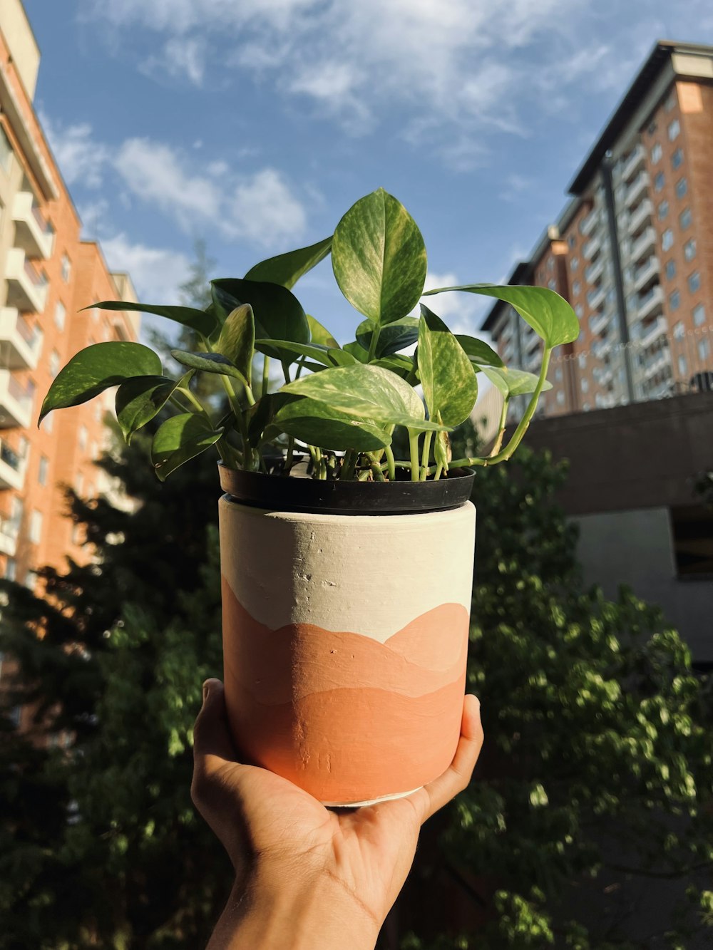 a hand holding a potted plant in front of a building