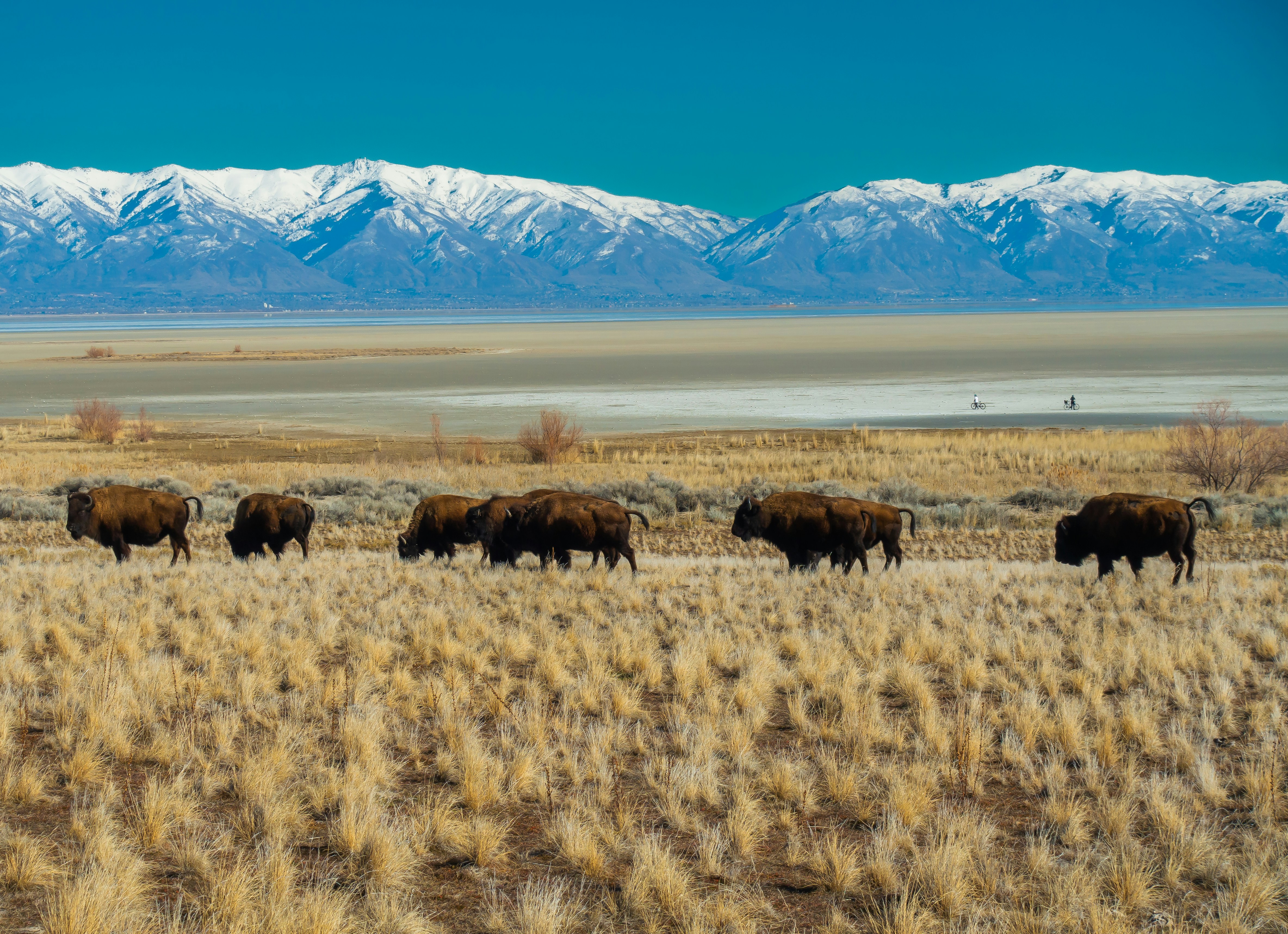 a herd of buffalo walking across a dry grass field
