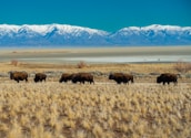 A herd of bison is grazing on a grassy plain with dry, yellowish grass. In the background, snow-capped mountains stretch across the horizon under a clear blue sky. A large salt flat is visible between the grassland and the mountains, with two cyclists riding in the distance.