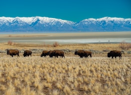 A herd of bison is grazing on a grassy plain with dry, yellowish grass. In the background, snow-capped mountains stretch across the horizon under a clear blue sky. A large salt flat is visible between the grassland and the mountains, with two cyclists riding in the distance.
