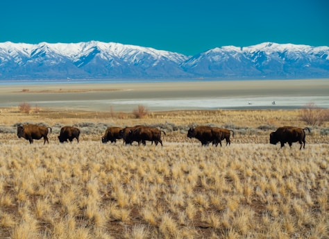 A herd of bison is grazing on a grassy plain with dry, yellowish grass. In the background, snow-capped mountains stretch across the horizon under a clear blue sky. A large salt flat is visible between the grassland and the mountains, with two cyclists riding in the distance.