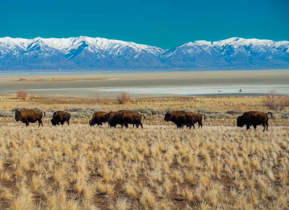a herd of buffalo walking across a dry grass field