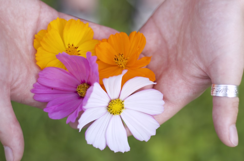 a person holding three different colored flowers in their hands