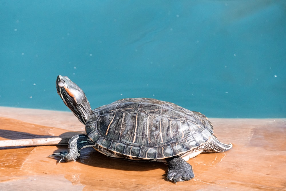 a turtle sitting on top of a wooden table next to a pool