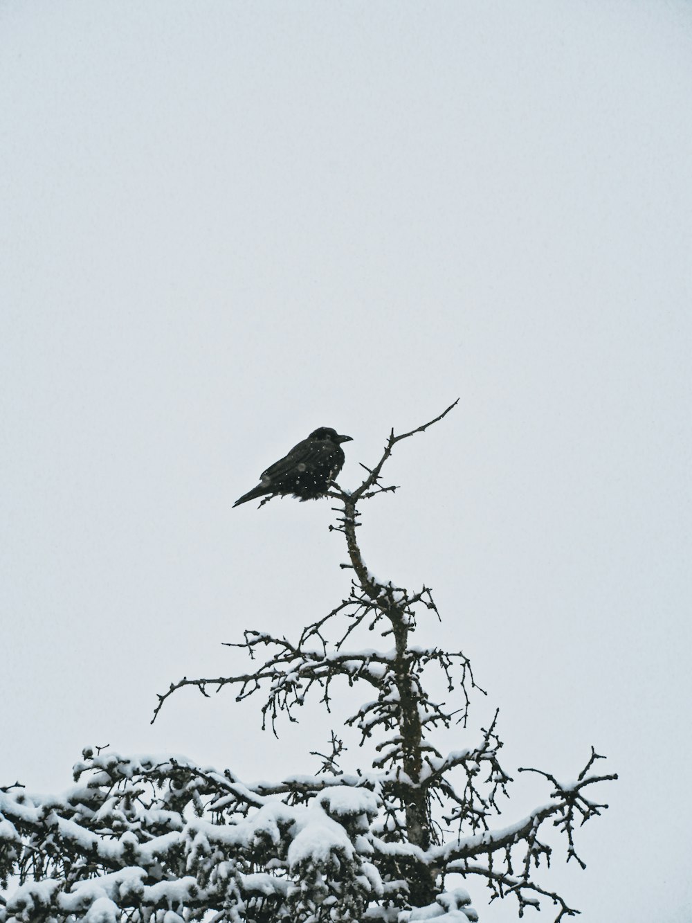 a black bird sitting on top of a tree branch