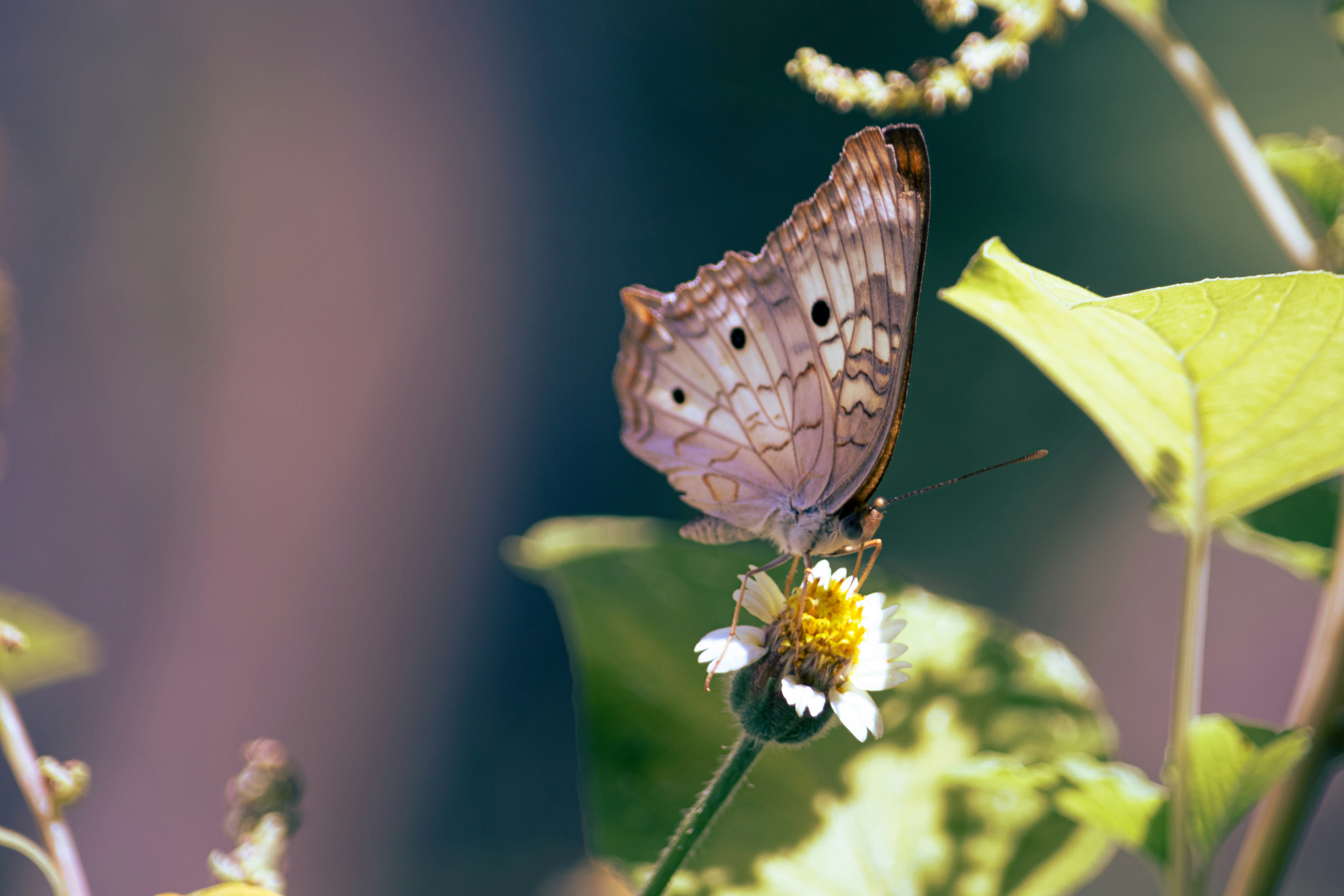 Photo by tumatsh