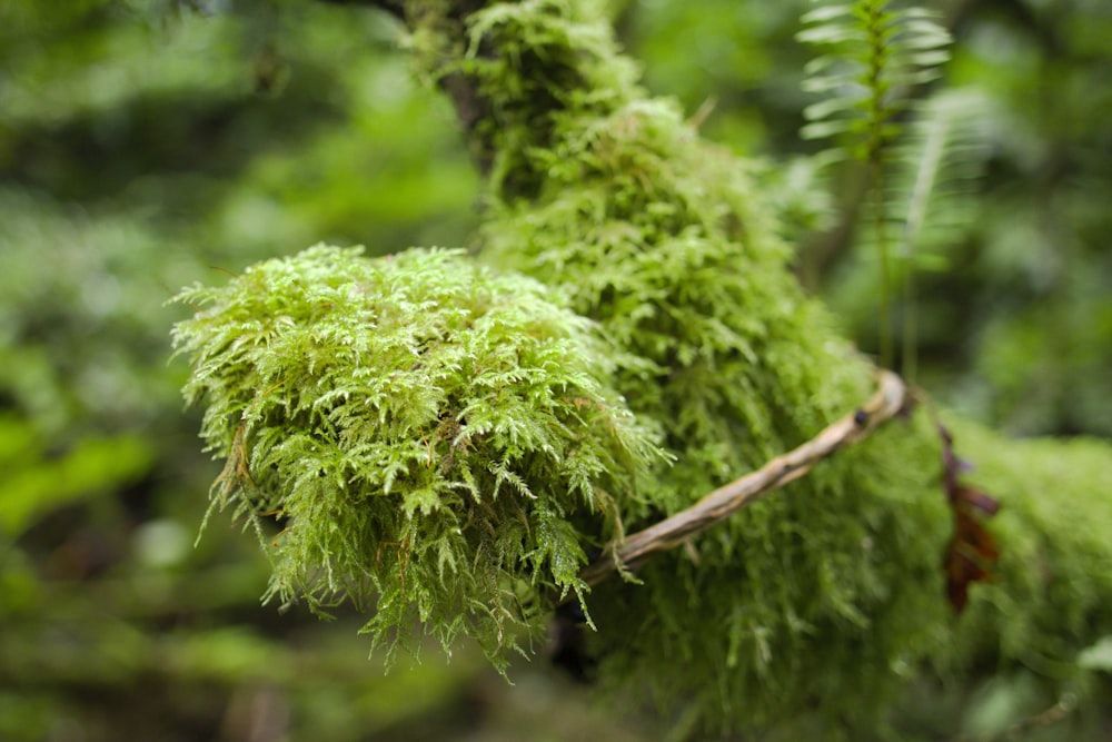 um galho de árvore coberto de musgo verde em uma floresta