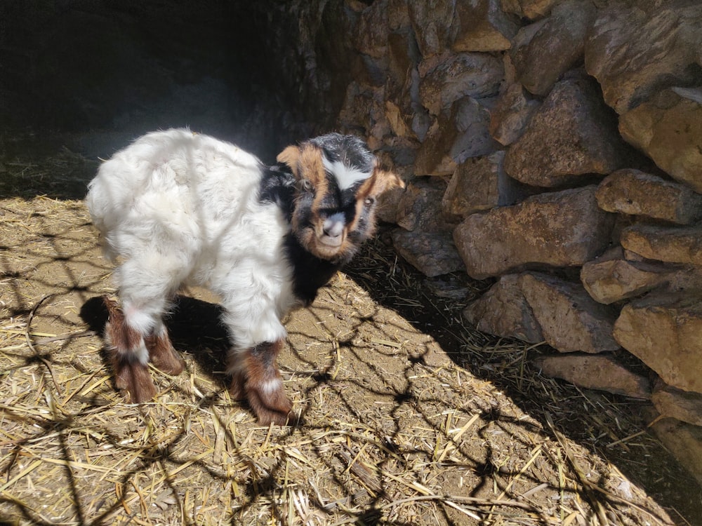 a small goat standing on top of a dry grass field