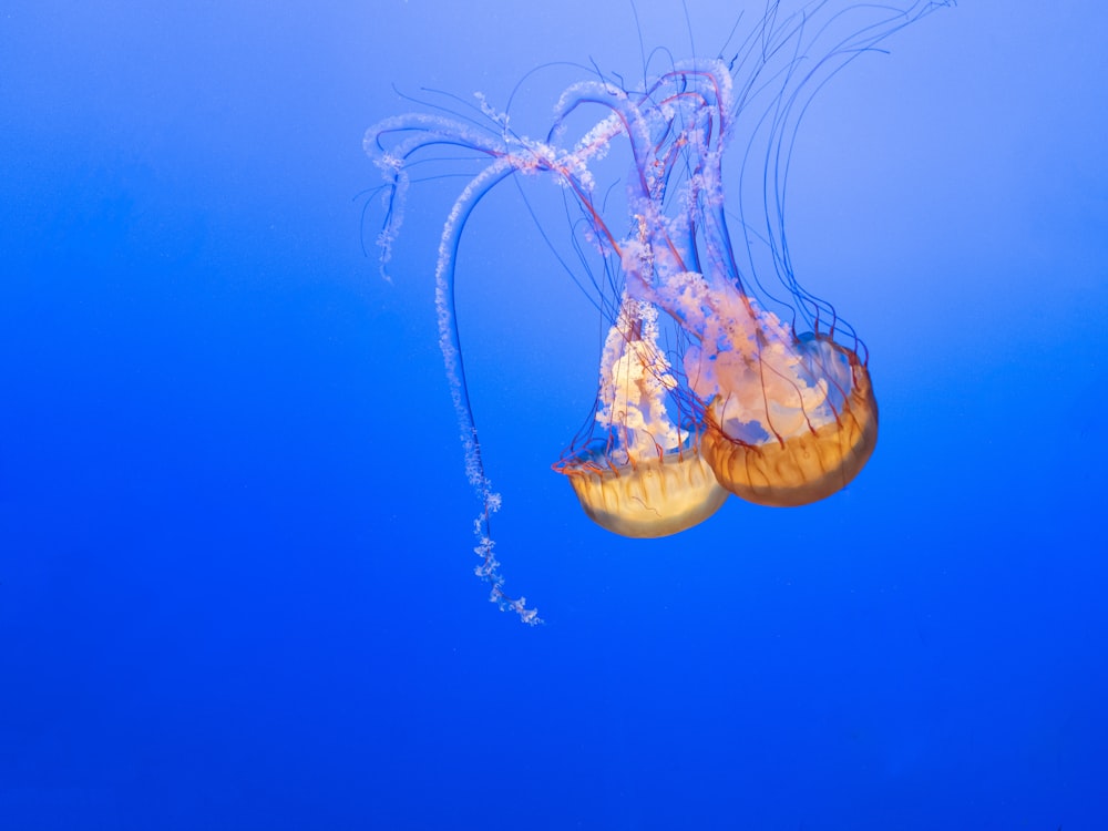 Un par de medusas nadando en el océano