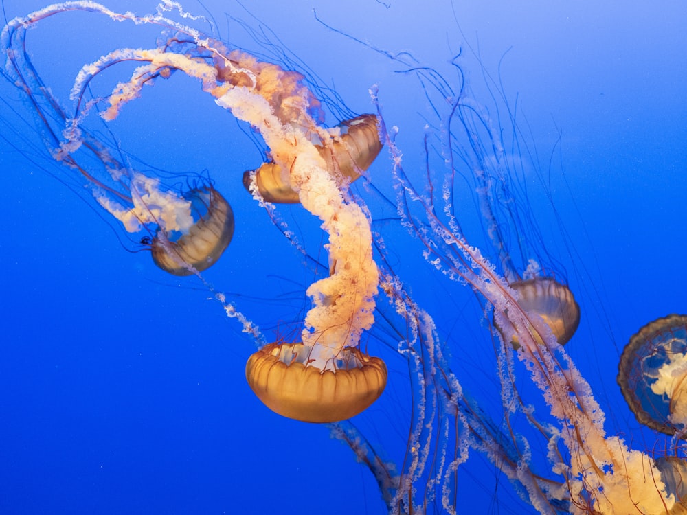 a group of jellyfish swimming in the ocean