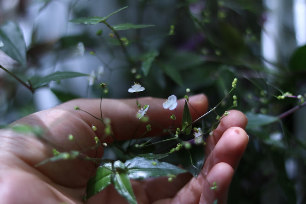 a person holding a plant with small white flowers