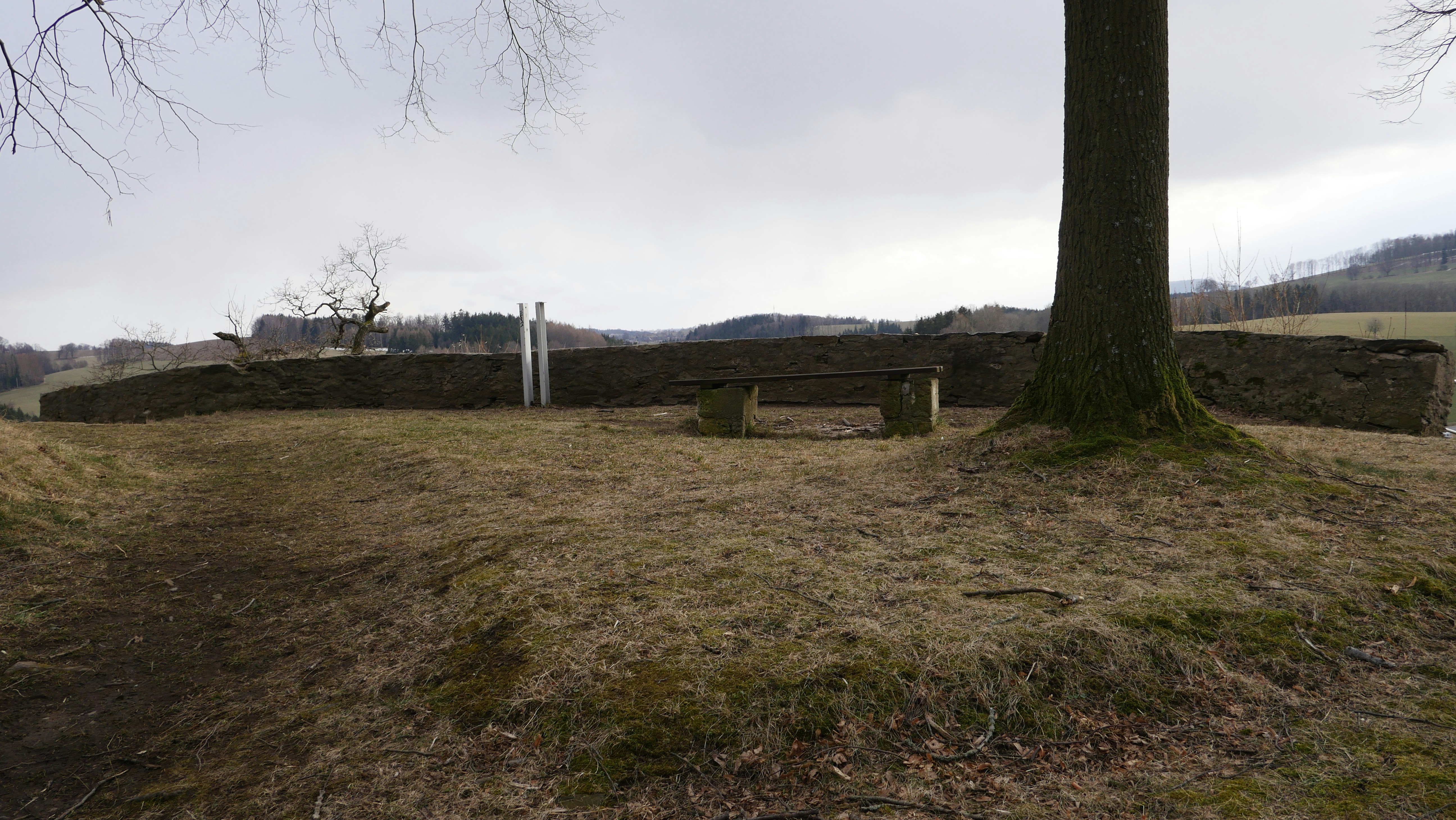 a grassy area with a bench and a tree