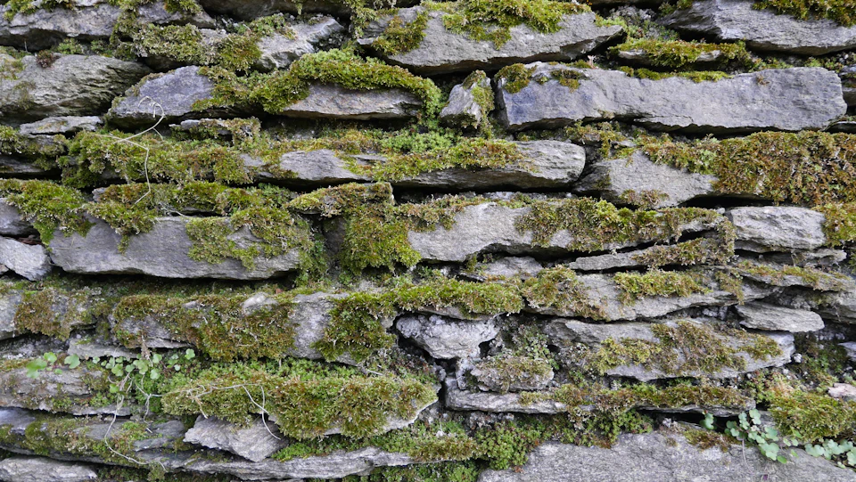 The image shows a close-up view of a stone wall, with patches of moss and lichen covering its surface. The stones are arranged in an uneven pattern, adding texture to the scene. The background is a light beige color that contrasts with the dark gray of the mossy stones.