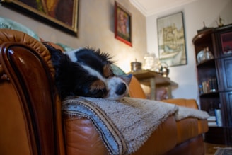 a dog sleeping on a couch in a living room