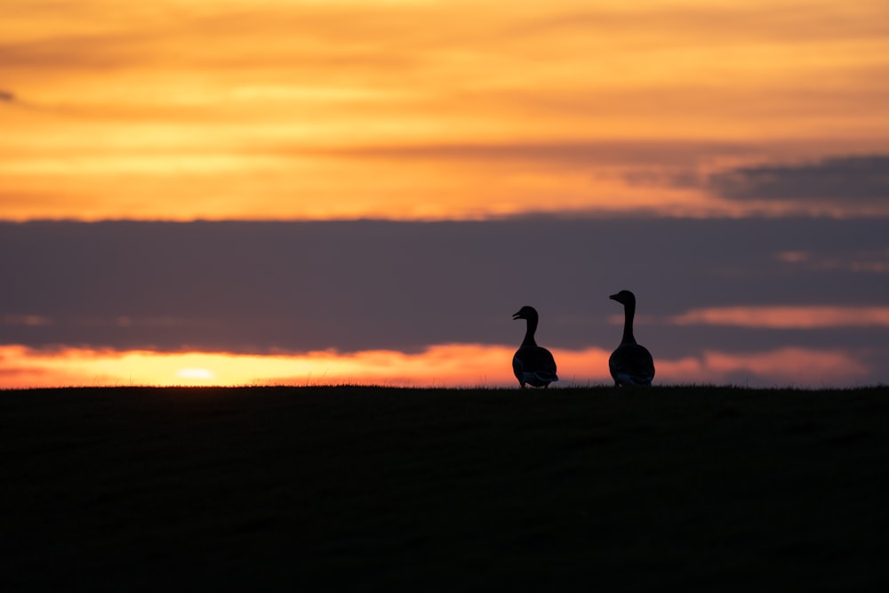 a couple of geese standing on top of a grass covered field