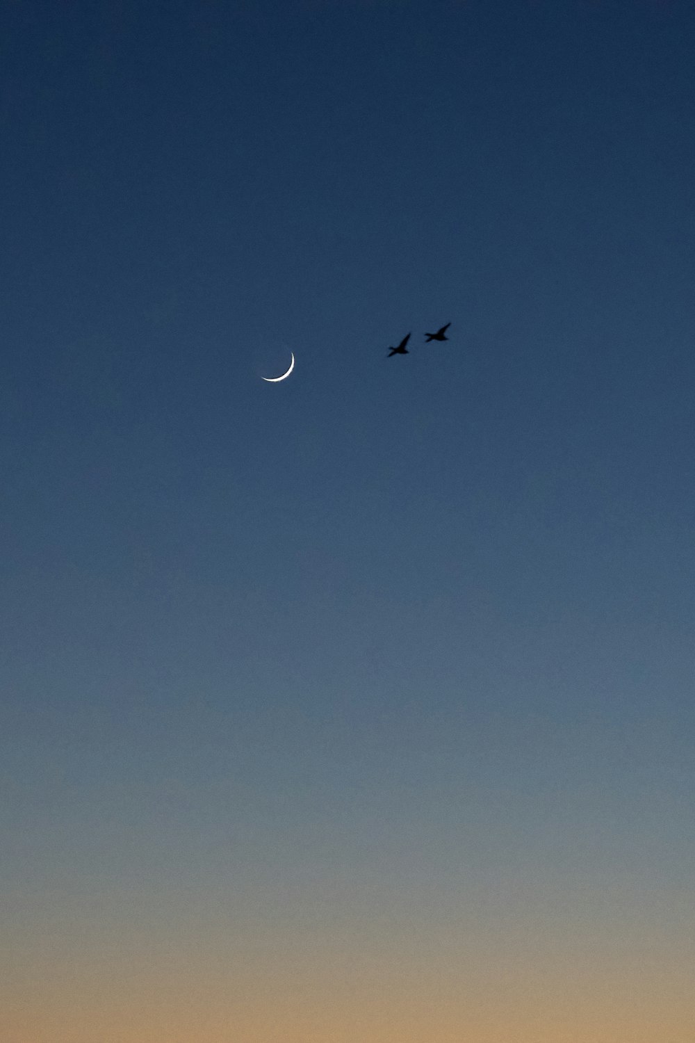 a couple of birds flying through a blue sky