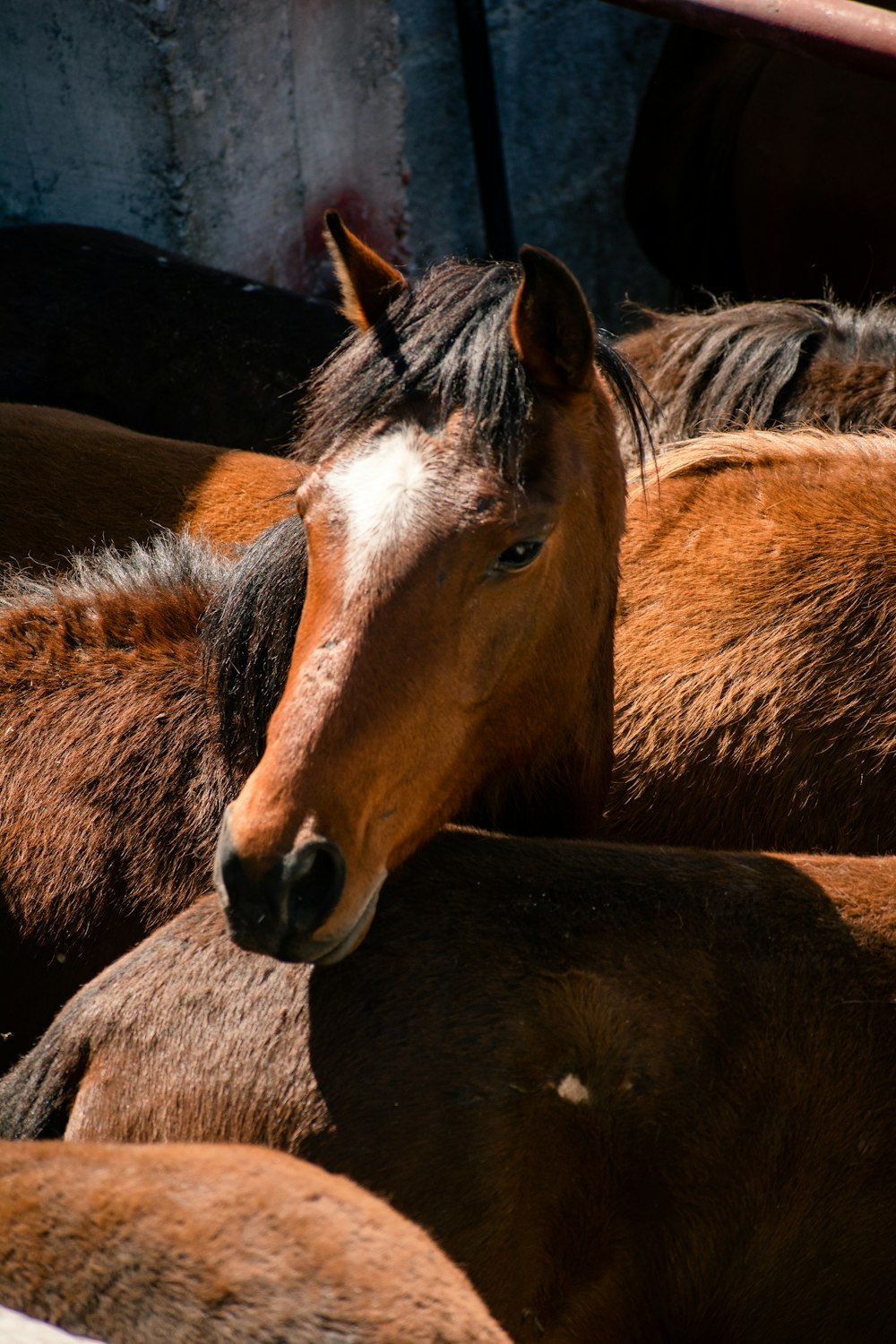 a group of brown horses standing next to each other