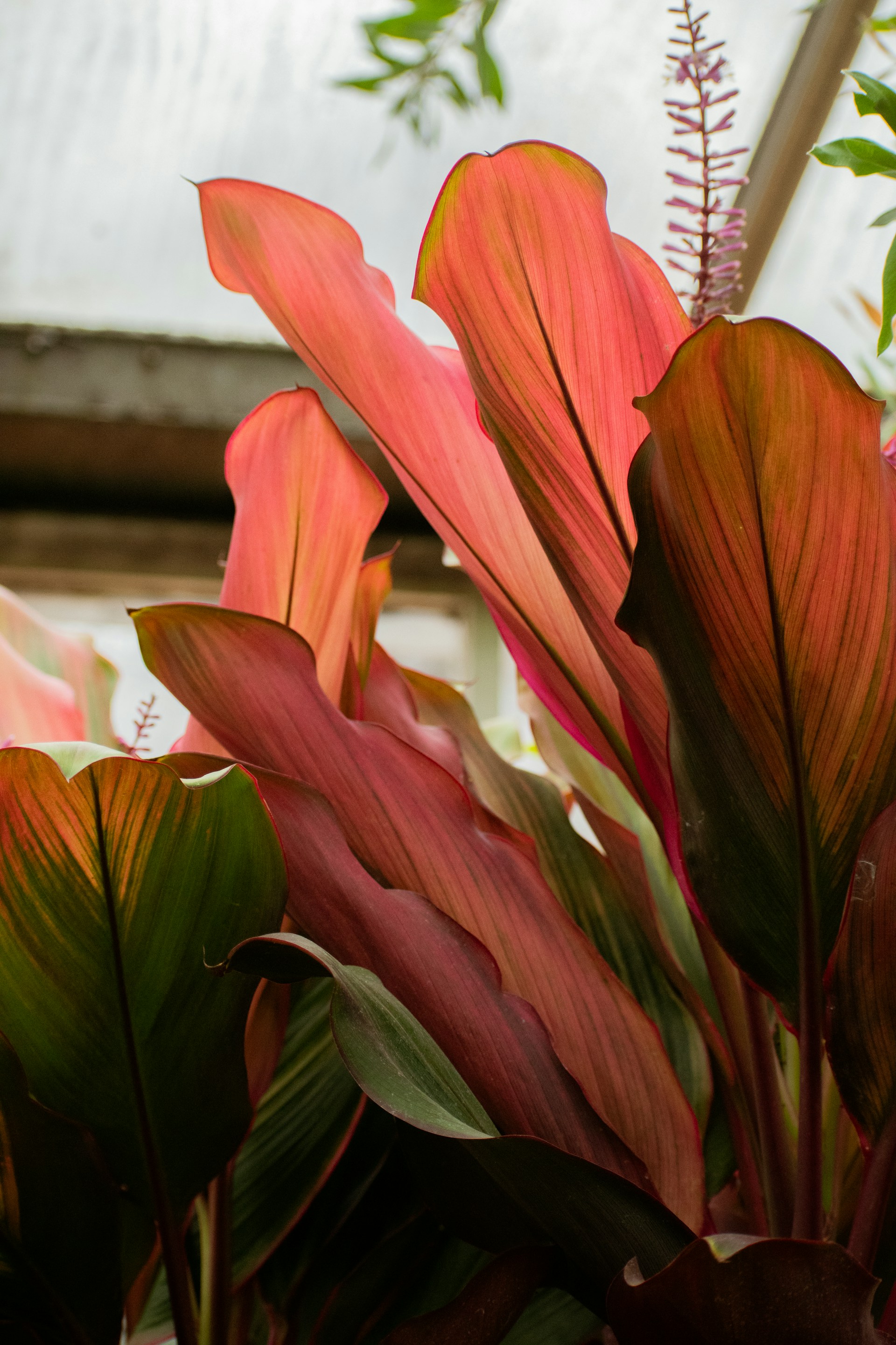 a close up of a plant with red and green leaves