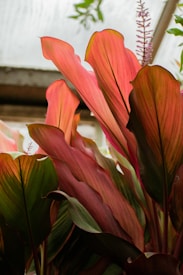 A close-up view of ornamental plants with large, colorful leaves exhibiting shades of pink, red, and green. The leaves have a smooth texture and gentle curves, with some hints of purple flowers peeking through. The background suggests the image is taken inside a greenhouse, with soft lighting enhancing the vibrant colors of the foliage.
