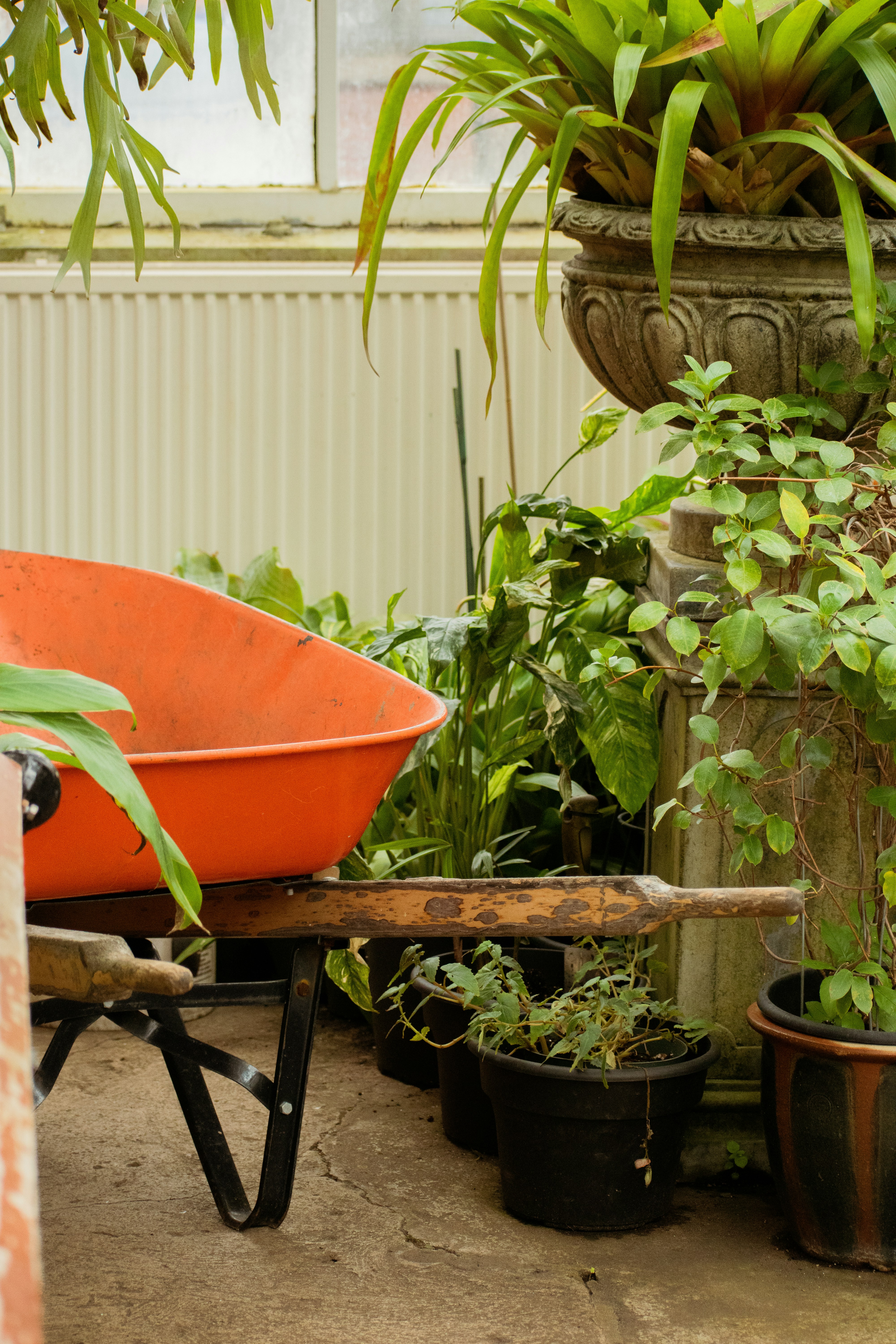 a wheelbarrow with plants in it sitting on the ground