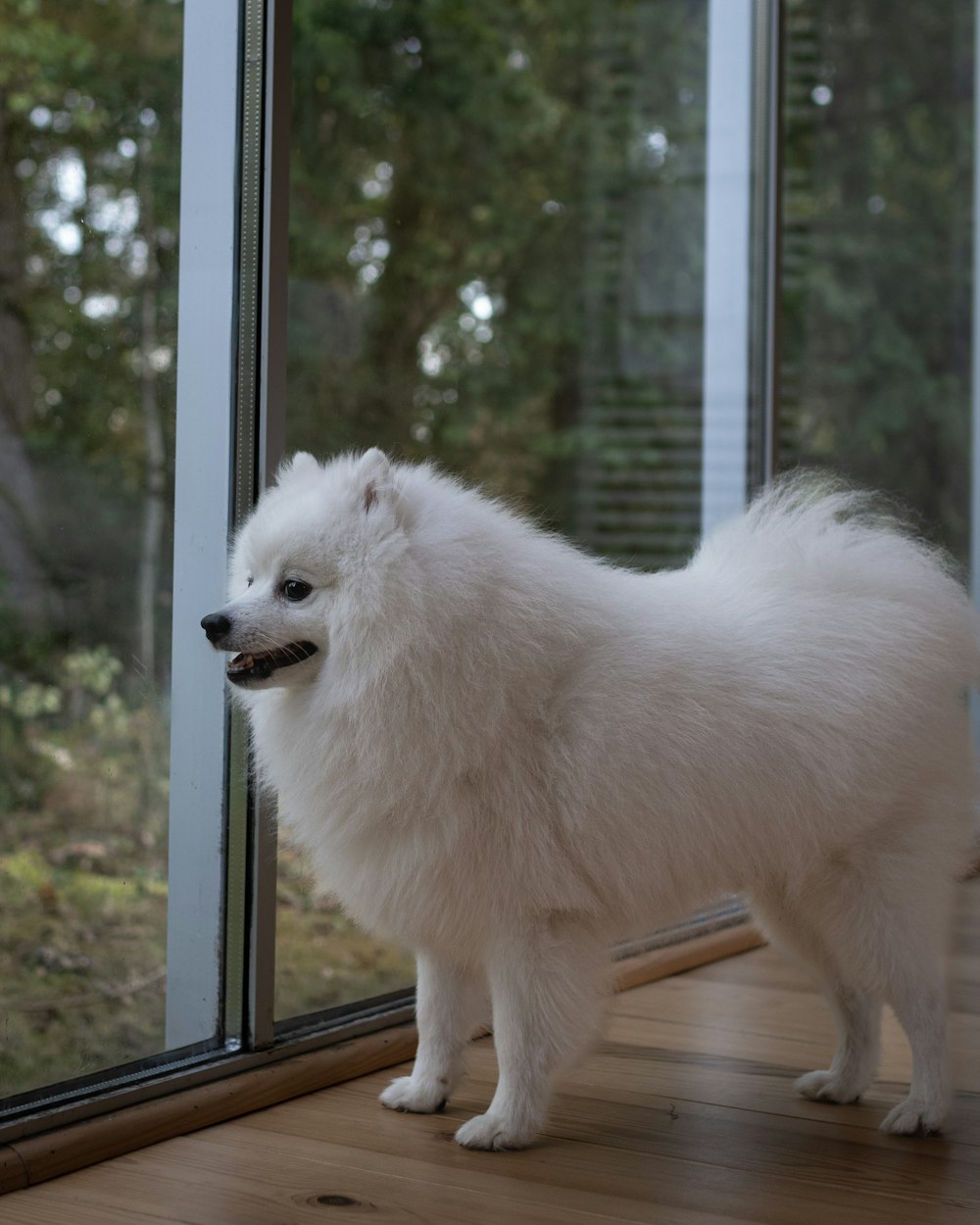 a white dog standing in front of a window