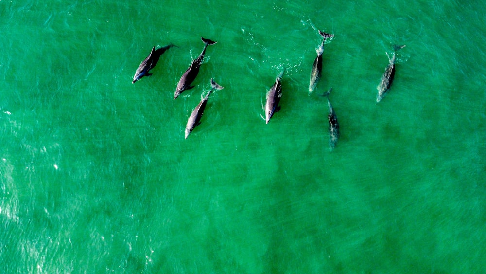 a group of dolphins swimming in the ocean