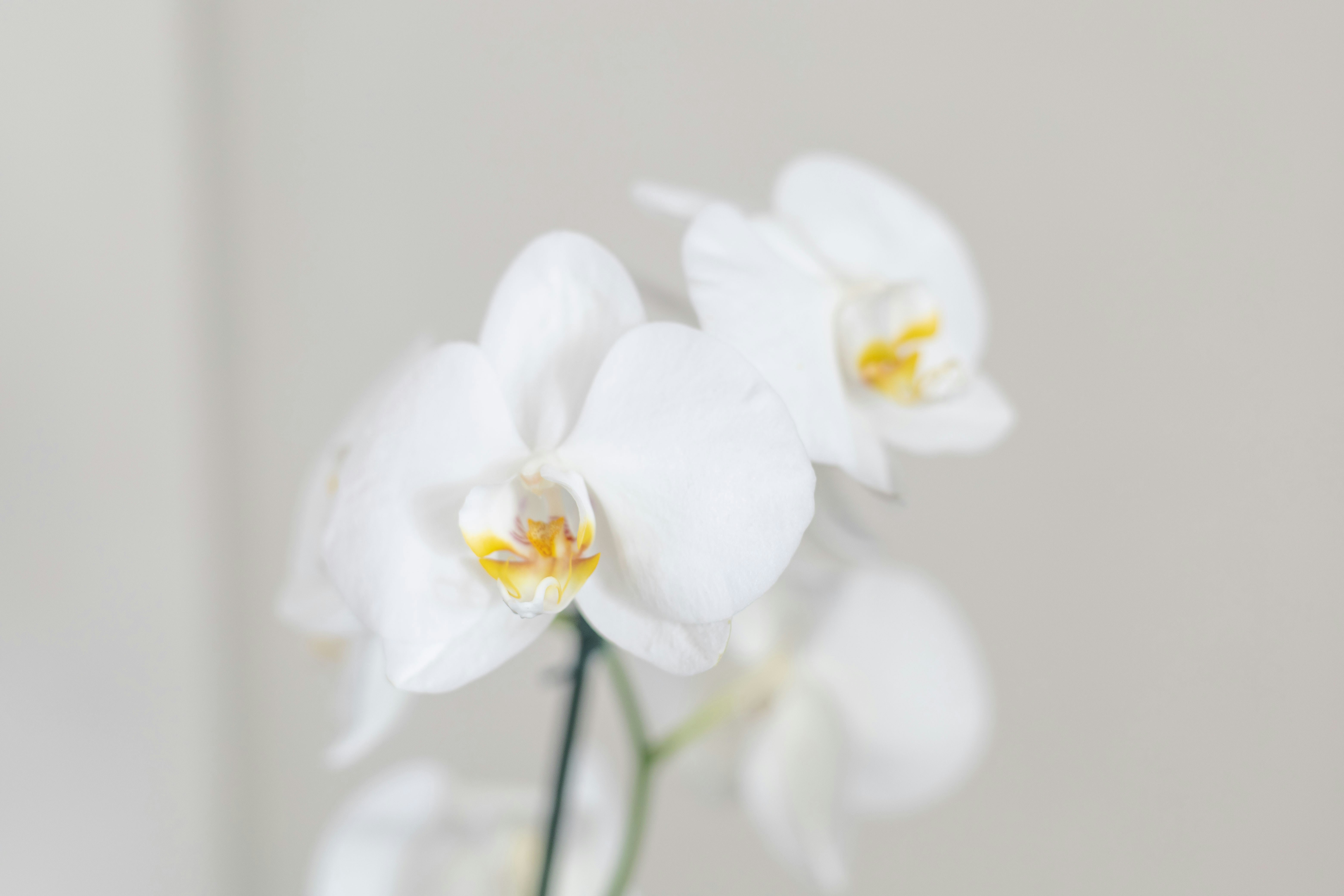 a close up of a white flower in a vase