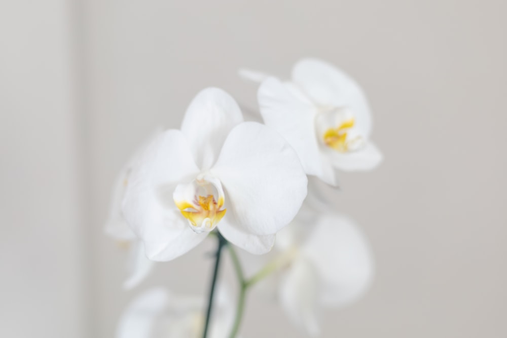 a close up of a white flower in a vase