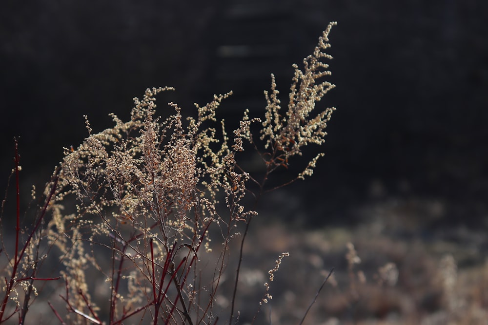 a close up of a plant in a field