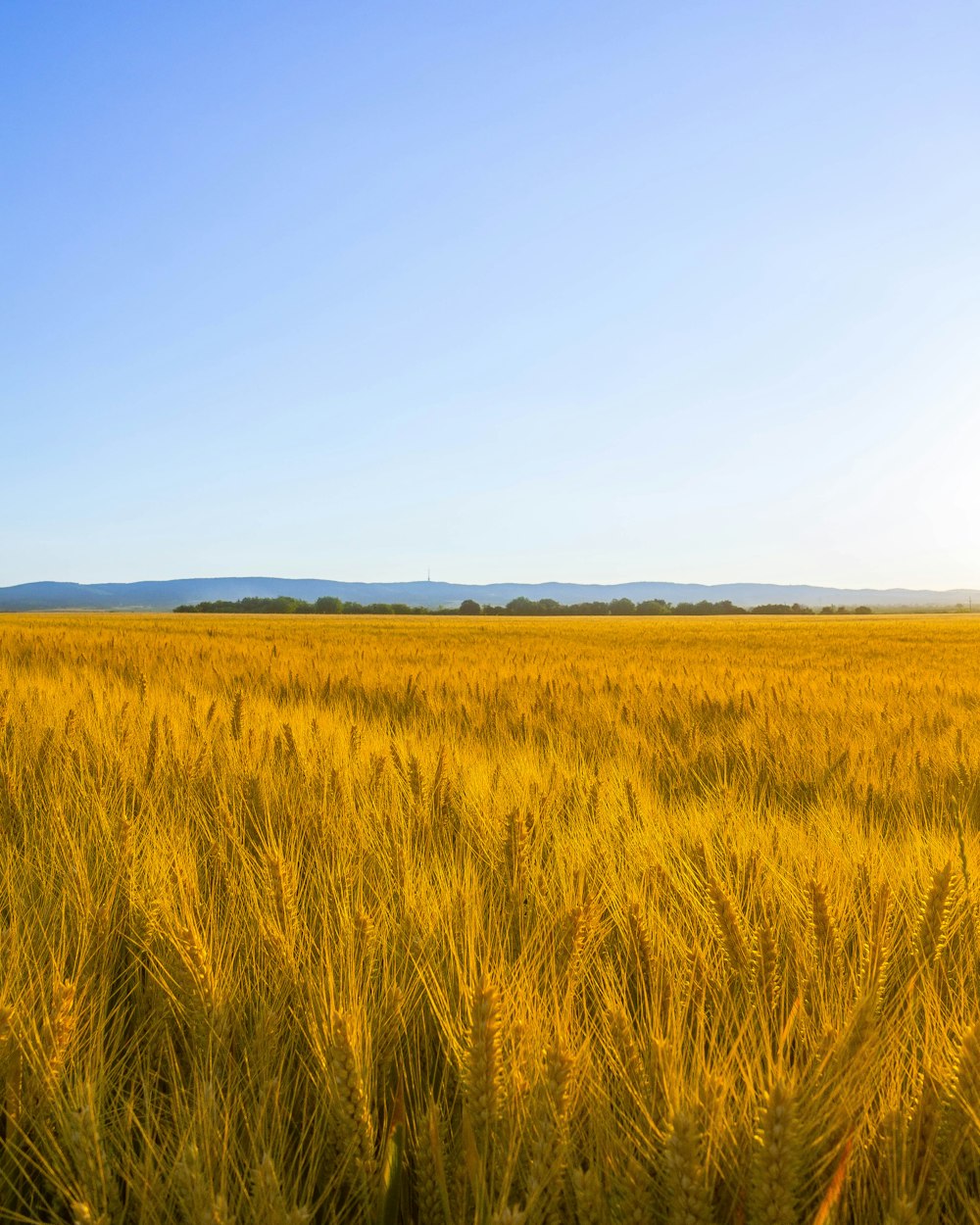 a large field of grass with a blue sky in the background