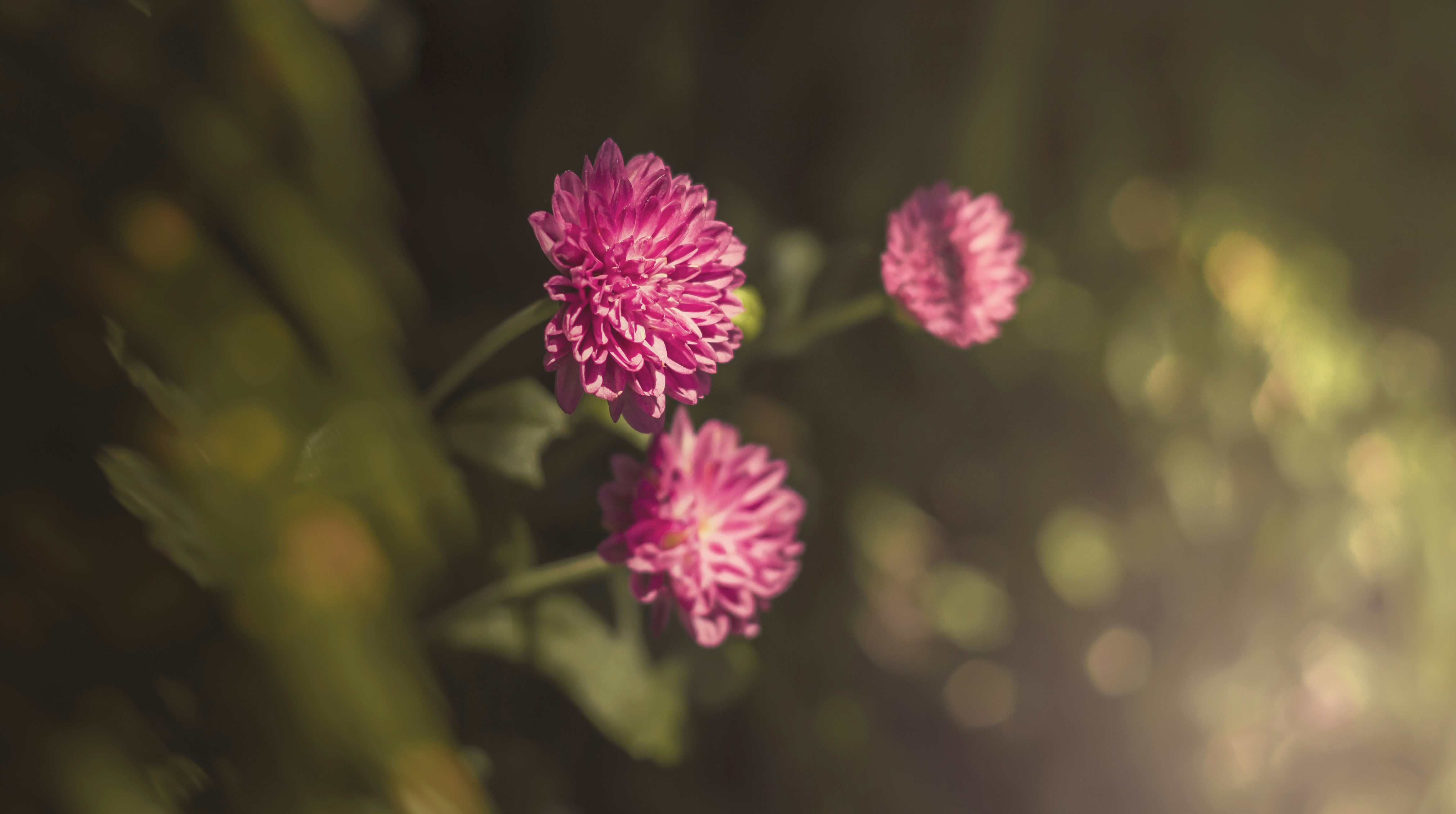 Photo by andreicastanha