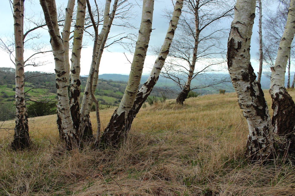 a group of trees that are standing in the grass