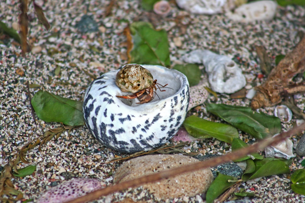 a spider sitting on top of a shell on the ground