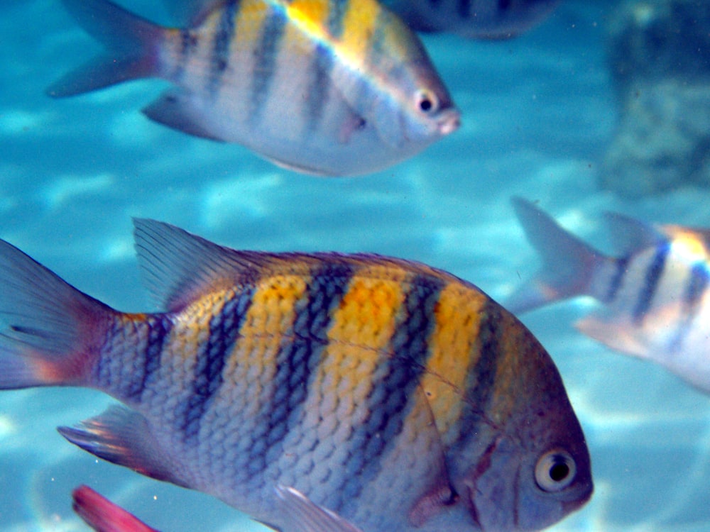 a group of fish swimming next to each other