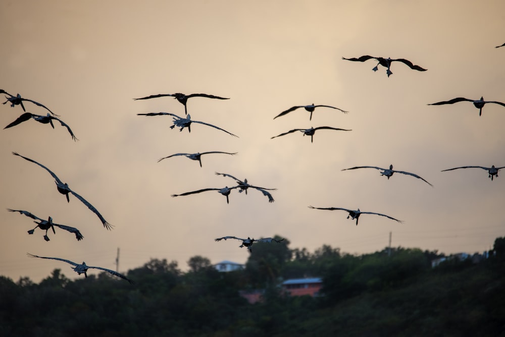 a flock of birds flying over a lush green hillside