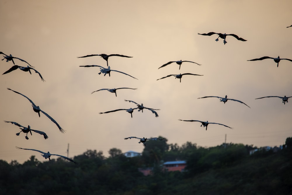 Ein Vogelschwarm fliegt über einen üppigen grünen Hügel