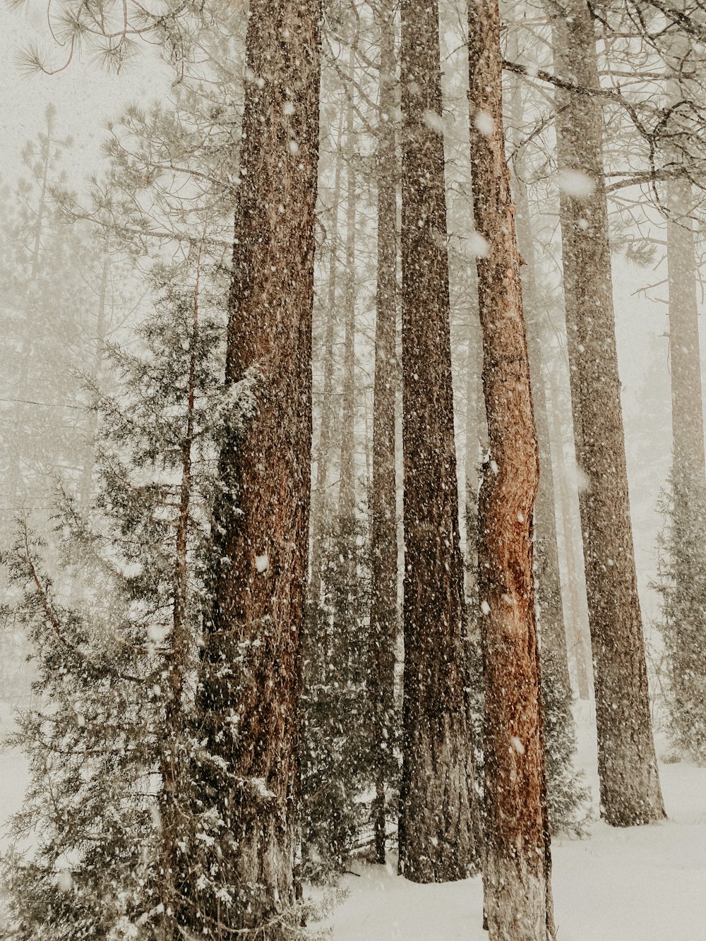 Ein schneebedeckter Wald mit vielen hohen Bäumen