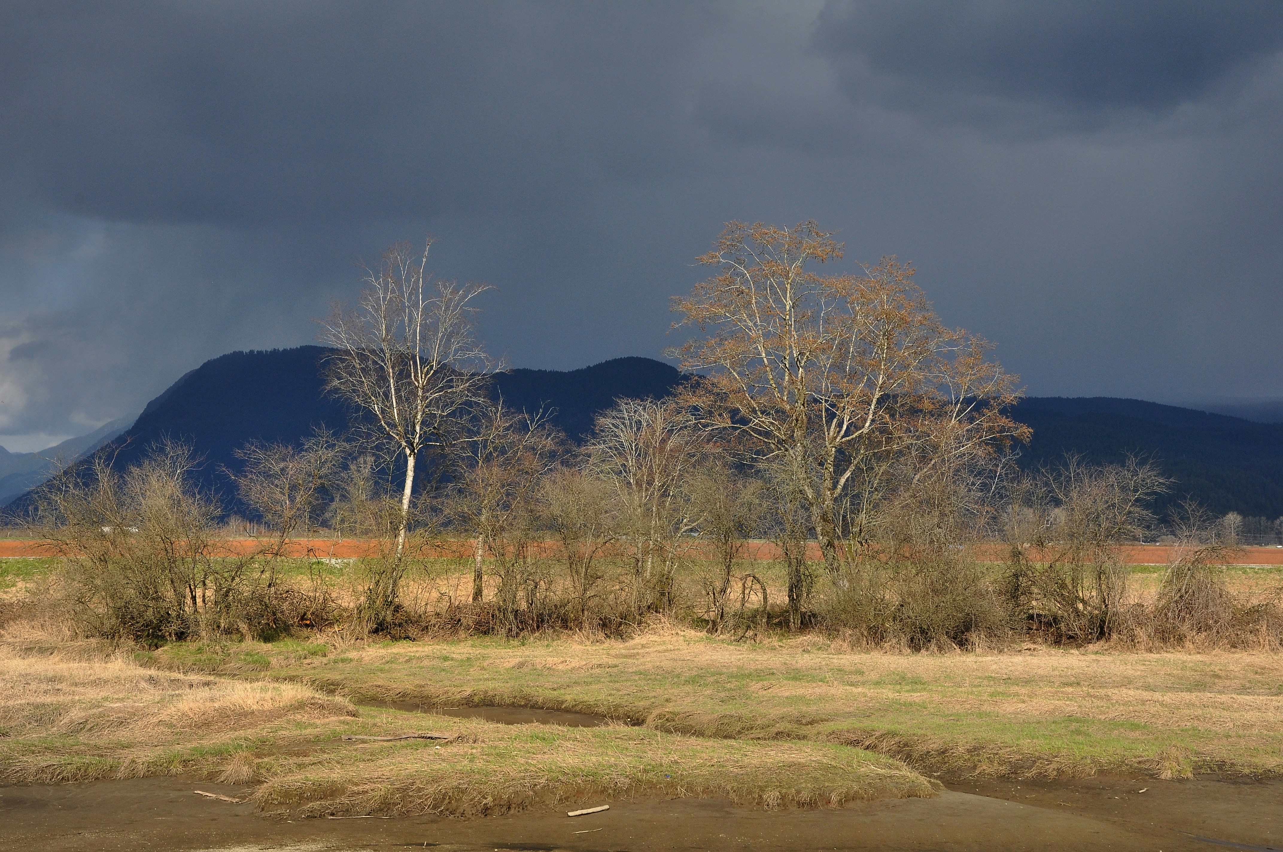 Open field with mountains in the background, Pitt Meadows, BC