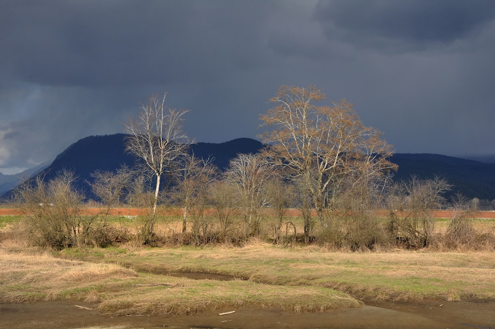 a field with trees and mountains in the background