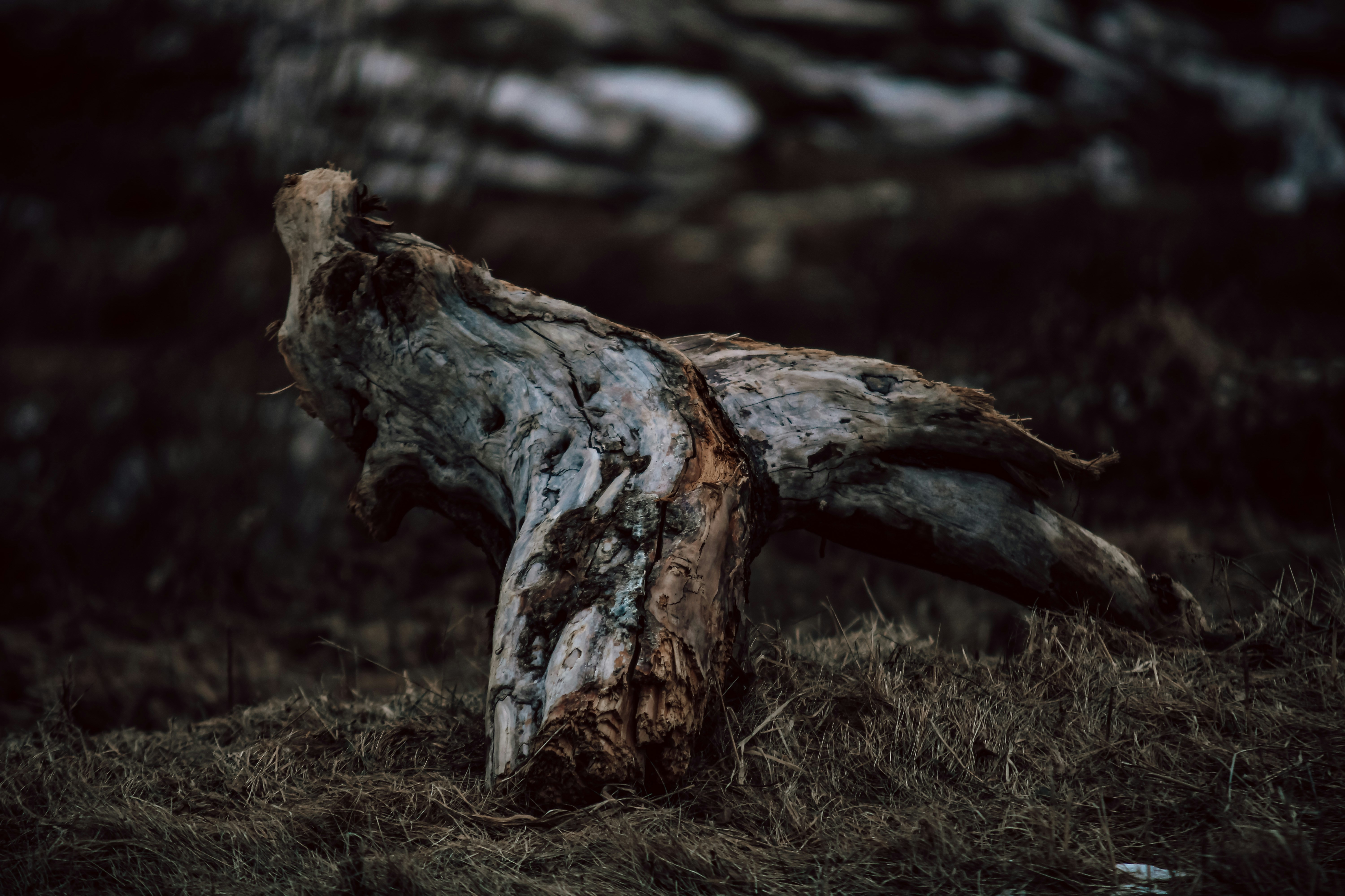 Photo by stevenrector