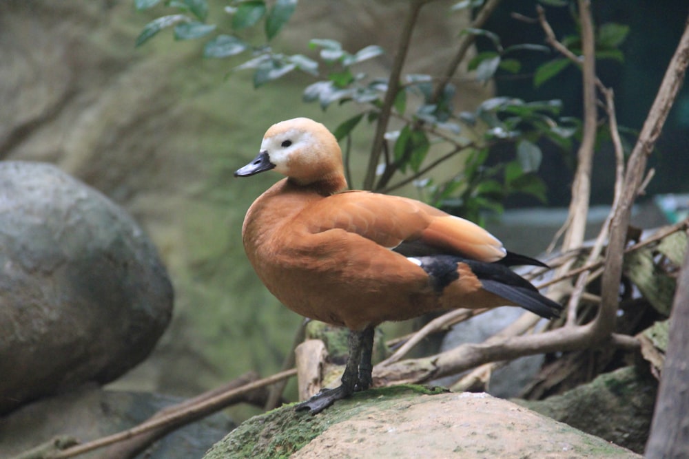 a brown and black bird standing on a rock