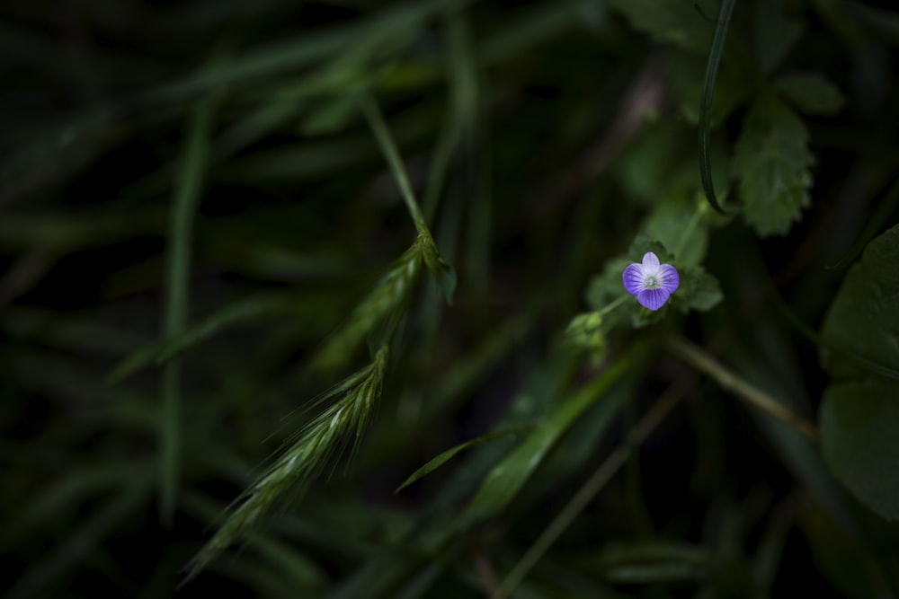 a small purple flower sitting on top of a lush green field