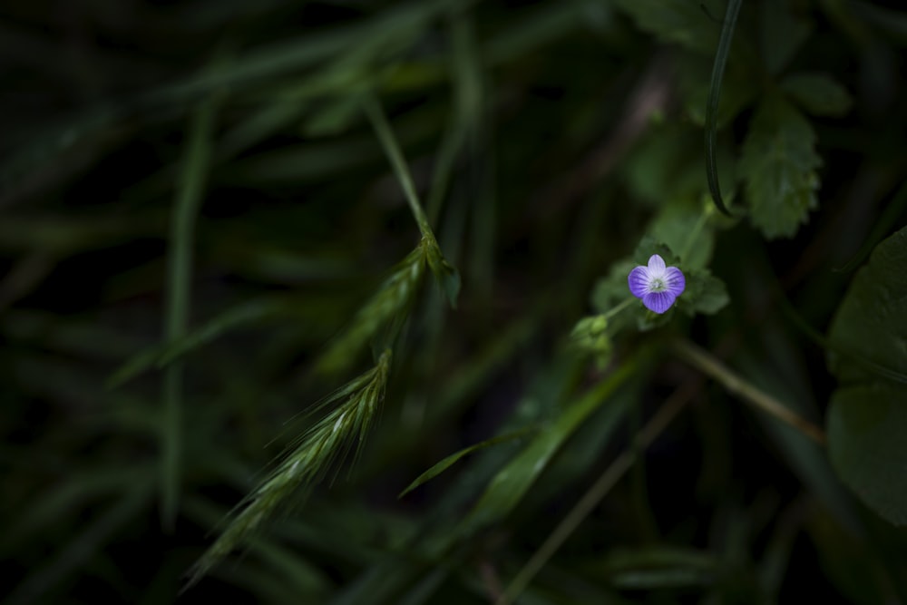 무성한 녹색 들판 위에 앉아있는 작은 보라색 꽃